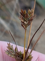Cyperus houghtonii