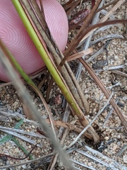 Cyperus houghtonii