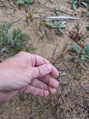Cyperus houghtonii