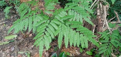 Adiantum polyphyllum