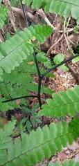 Adiantum polyphyllum