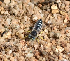 Bembix americana spinolae