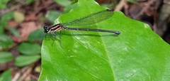Argia oculata