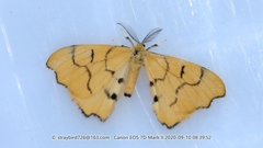 Rondotia menciana