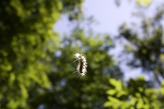 Acronicta rubricoma