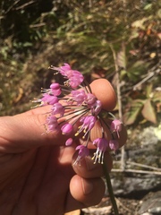 Allium allegheniense