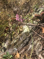 Allium allegheniense