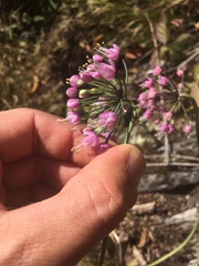 Allium allegheniense