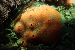 Dragmacidon mexicanum