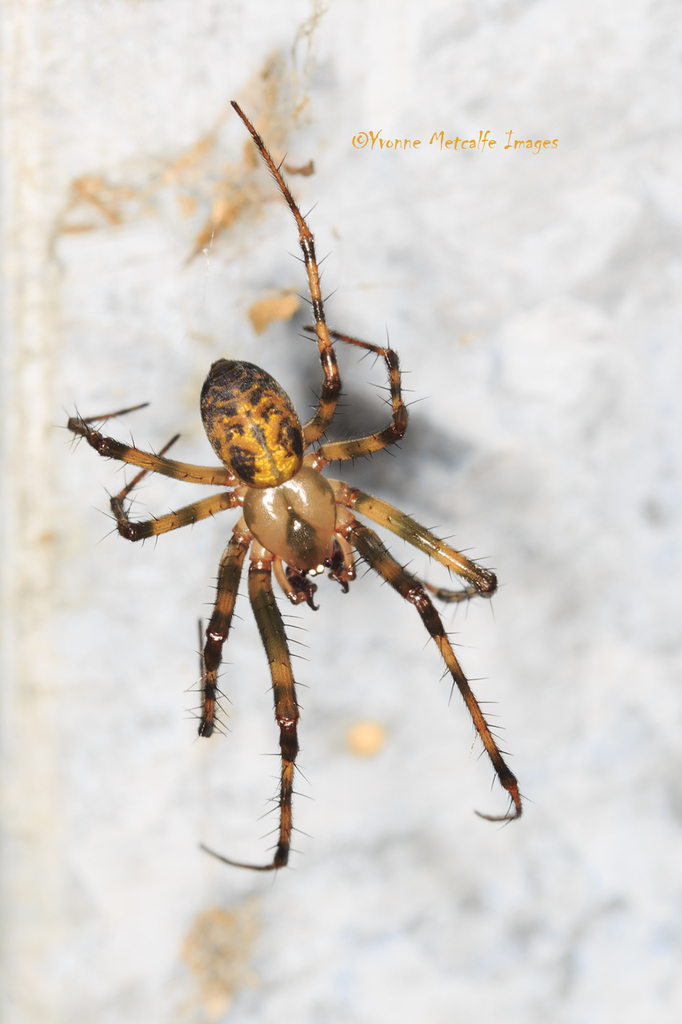 Eastern Cave Long-jawed Spider (Meta ovalis) · iNaturalist Eastern Cave Long-jawed Spider (Meta ovalis) · iNaturalist