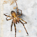 Eastern Cave Long-jawed Spider - Photo (c) yvonnemetcalfe, some rights reserved (CC BY-NC)