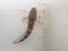 Gobiomorphus cotidianus