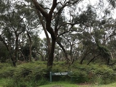 Eucalyptus viminalis pryoriana