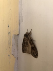 Lepidoptera