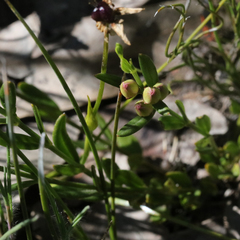 Cyanothamnus polygalifolius