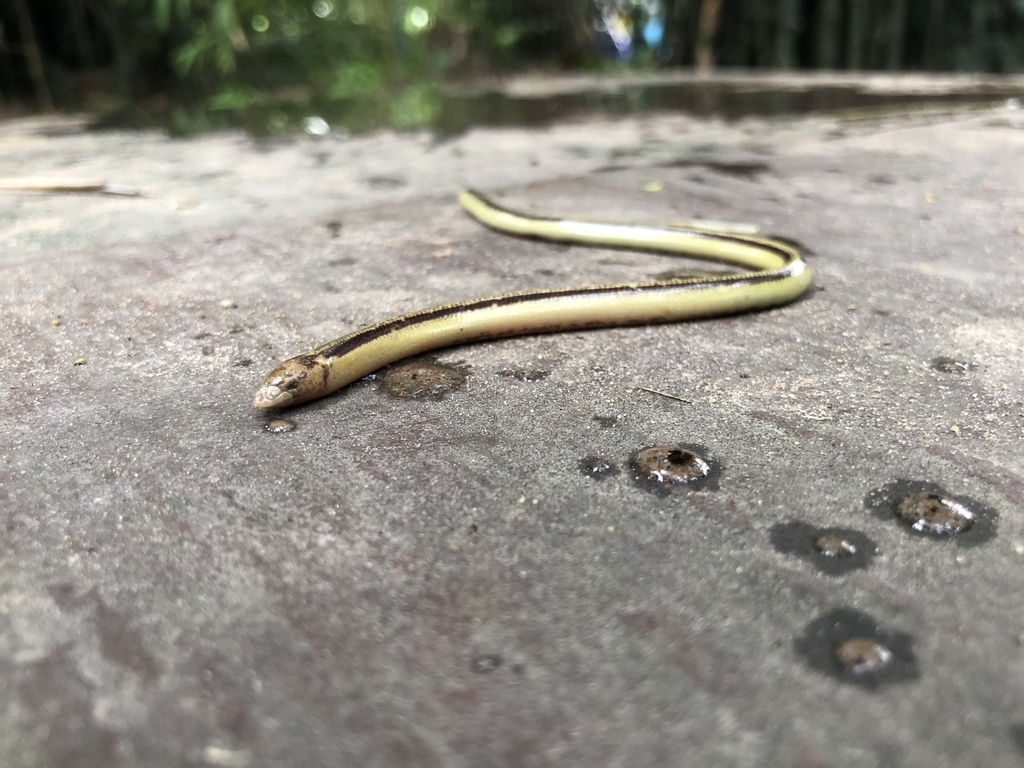 Gyldenstolpe's Snake Skink