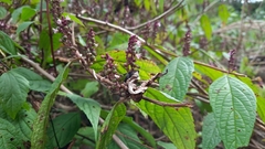 Pseudocaryopteris paniculata