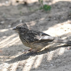 Zonotrichia capensis chilensis