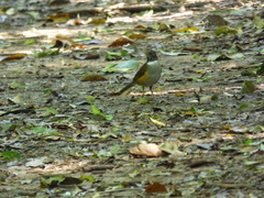 Turdus albicollis