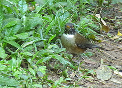 Turdus albicollis