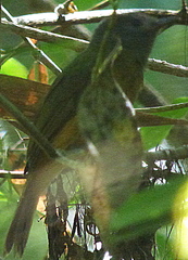 Mionectes rufiventris