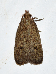 Glyphidocera juniperella