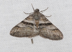Prionomelia spododea