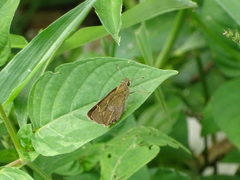 Pelopidas assamensis