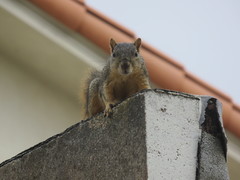 Sciurus niger