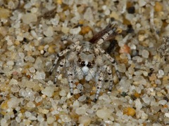 Habronattus amicus