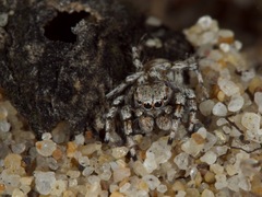 Habronattus amicus