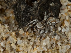Habronattus amicus