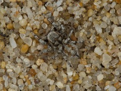 Habronattus amicus