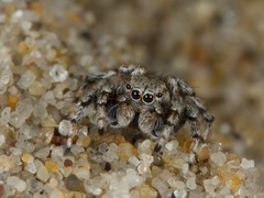 Habronattus amicus