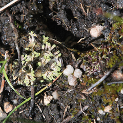 Riccia cartilaginosa