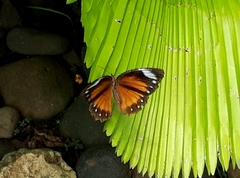 Elymnias hypermnestra