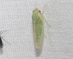 Rugosana