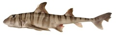 Zebra Bullhead Shark photo 3