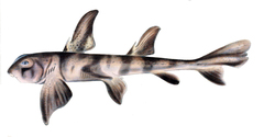 Zebra Bullhead Shark photo 4