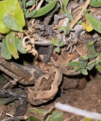 Bitis rubida