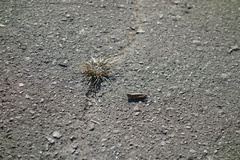 Chorthippus maritimus maritimus