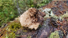 Gloiodon occidentalis