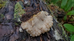 Gloiodon occidentalis