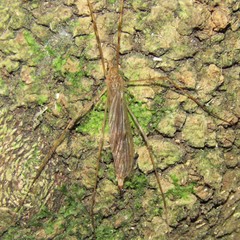 Austrolimnophila crassipes
