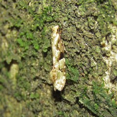 Crypsitricha mesotypa