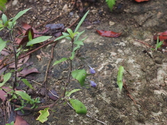 Hygrophila