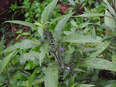 Hygrophila