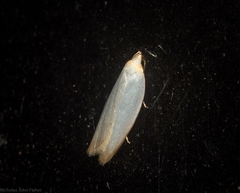 Scieropepla polyxesta