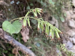 Parasenecio