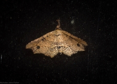 Philogethes metableta